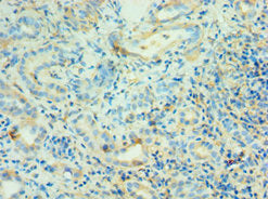 AGT Antibody