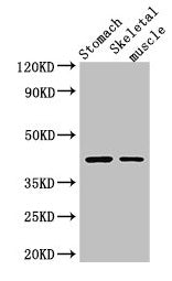 AGTR1 Antibody