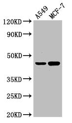 AGXT Antibody