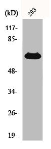 CD5 Antibody