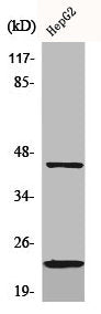 CD83 Antibody