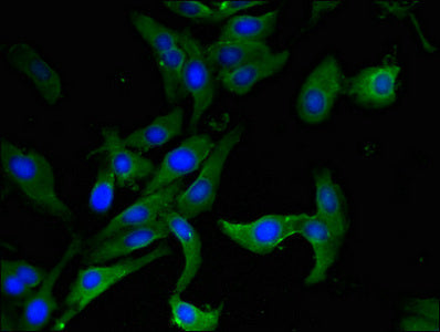 AHRR Antibody