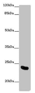 AICDA Antibody