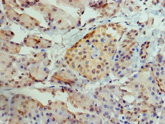 AIRE Antibody