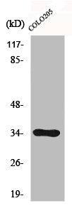 CDC34 Antibody