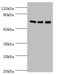 AKAP10 Antibody
