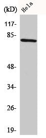 CDCP1 Antibody