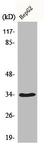CDK2 Antibody