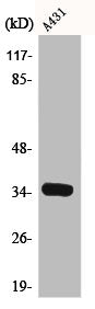 CDK2 Antibody