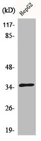 CDKL4 Antibody