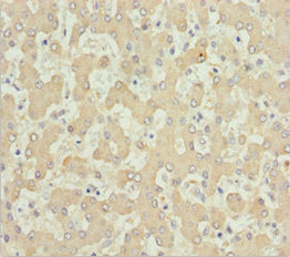 AKR7A2 Antibody
