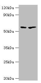 ALAS2 Antibody