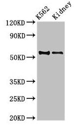 ALDH1A2 Antibody