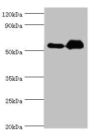 ALDH1A2 Antibody