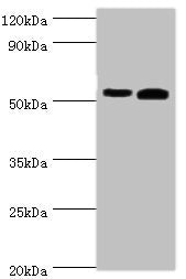 ALDH1A2 Antibody