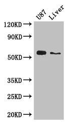 ALDH1A3 Antibody