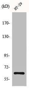 FOS Antibody