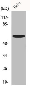 AATF Antibody