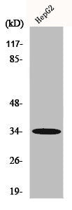 ACKR2 Antibody