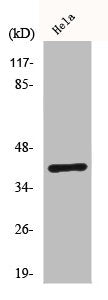 CMKLR1 Antibody