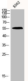 CHEK1 Antibody