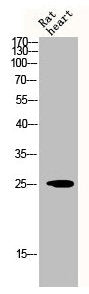 DDIT3 Antibody