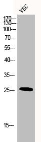 DDIT3 Antibody