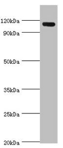 AMOT Antibody