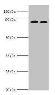 AMPD3 Antibody