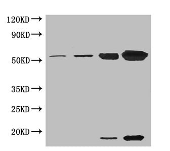 RuBisCO activase Antibody
