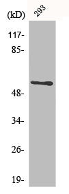 CLK1 Antibody