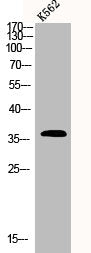 PDLIM1 Antibody