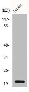 CMTM3 Antibody