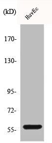 MYC Antibody
