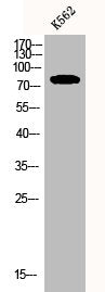 CNGA2 Antibody