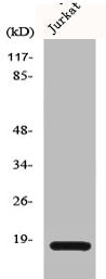 CFL1/CFL2 Antibody