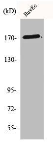 COL5A3 Antibody
