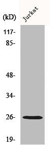 GJB2 Antibody