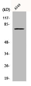 PTGS2 Antibody