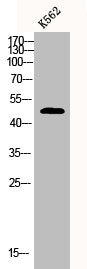 CPA1 Antibody