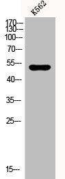 CPE Antibody