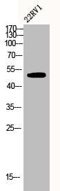CSK Antibody