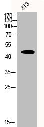 COPS3 Antibody