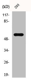 SRC Antibody