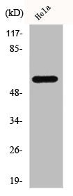 SRC Antibody