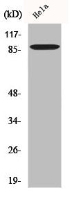 MARK3 Antibody