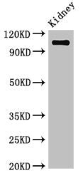 ANPEP Antibody