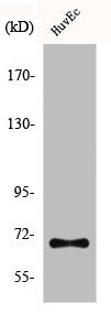 CTPS1 Antibody