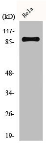 CUL1 Antibody