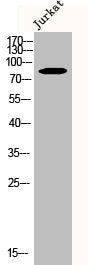 CUL2 Antibody